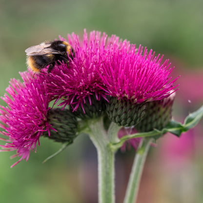 Cirsium rivulare 'Atropurpureum' - Hardy's Cottage Garden Plants