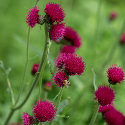 Cirsium rivulare 'Atropurpureum' - Hardy's Cottage Garden Plants