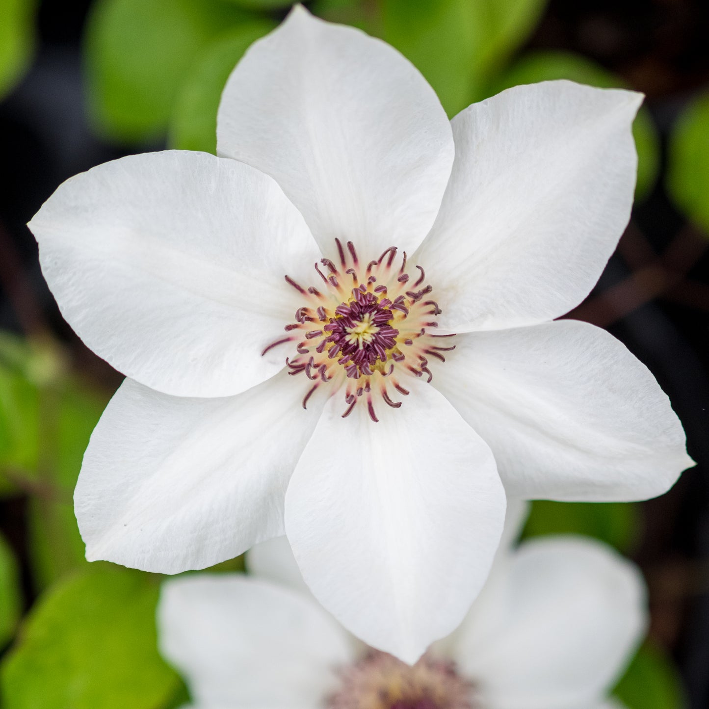 Clematis 'Ninon ('Evipo052'PBR) (Boulevard Series)' - Hardy's Cottage Garden Plants