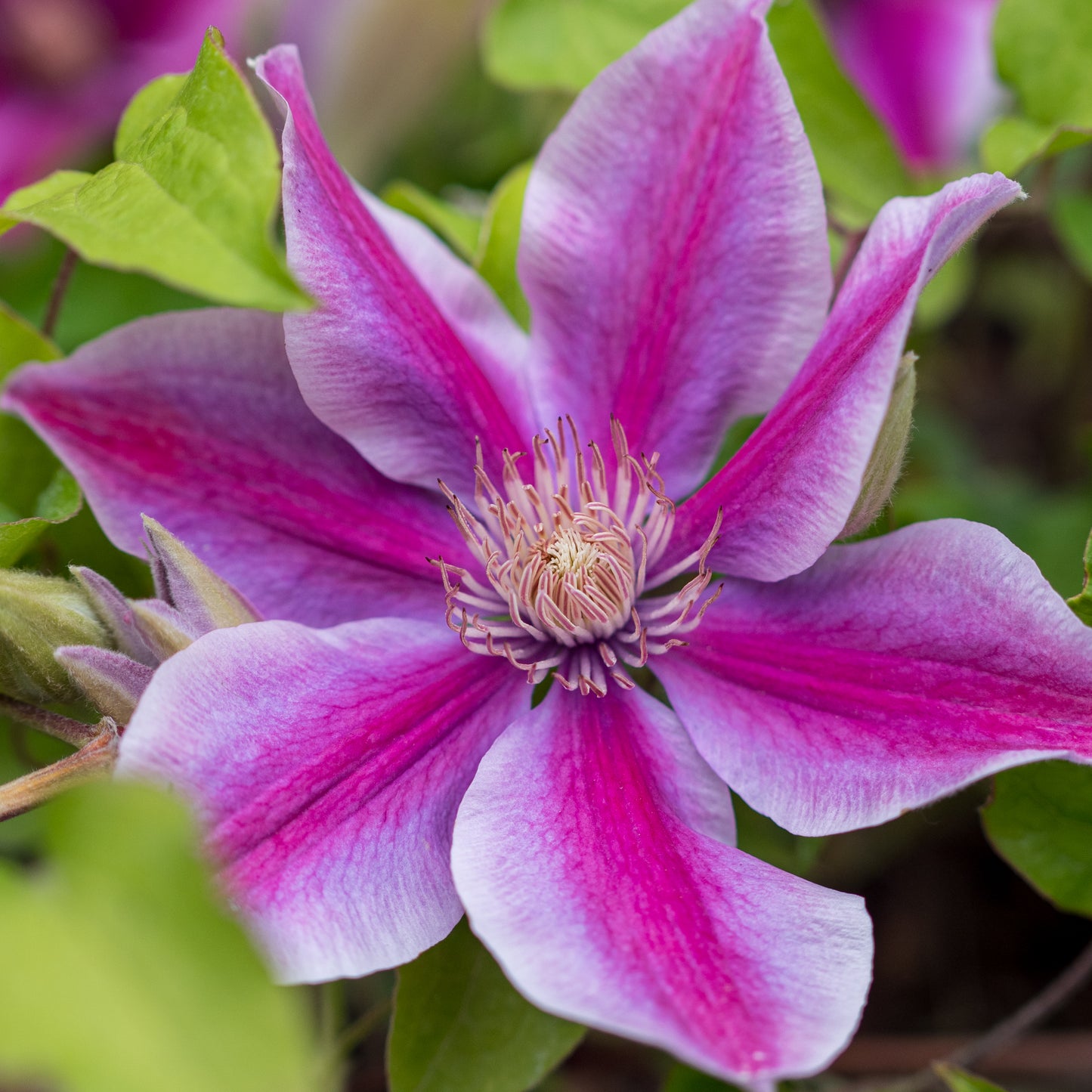 Clematis 'Yuan ('Evipo082'PBR) (Boulevard Series)' - Hardy's Cottage Garden Plants