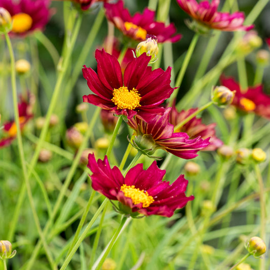 Coreopsis 'Mercury Rising'PBR (Big Bang Series)