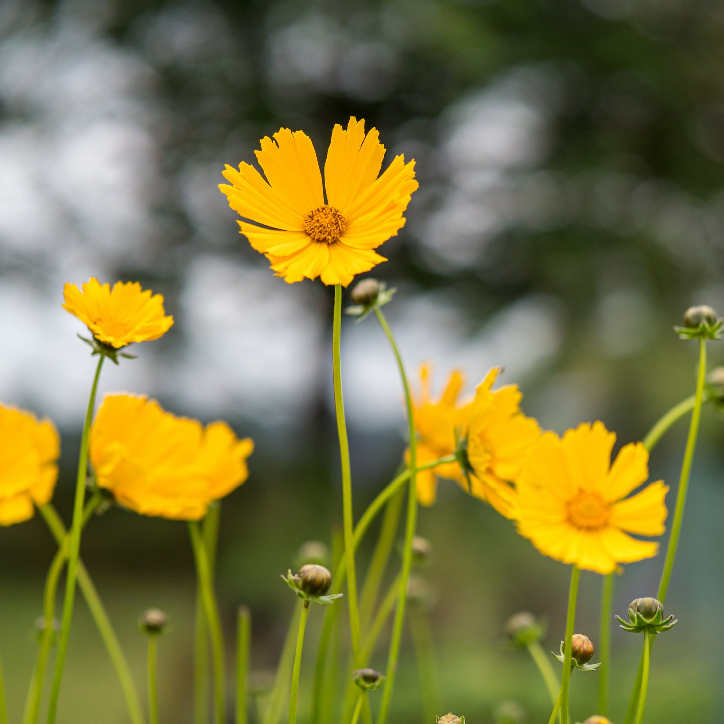Coreopsis 'Schnittgold' - Hardy's Cottage Garden Plants