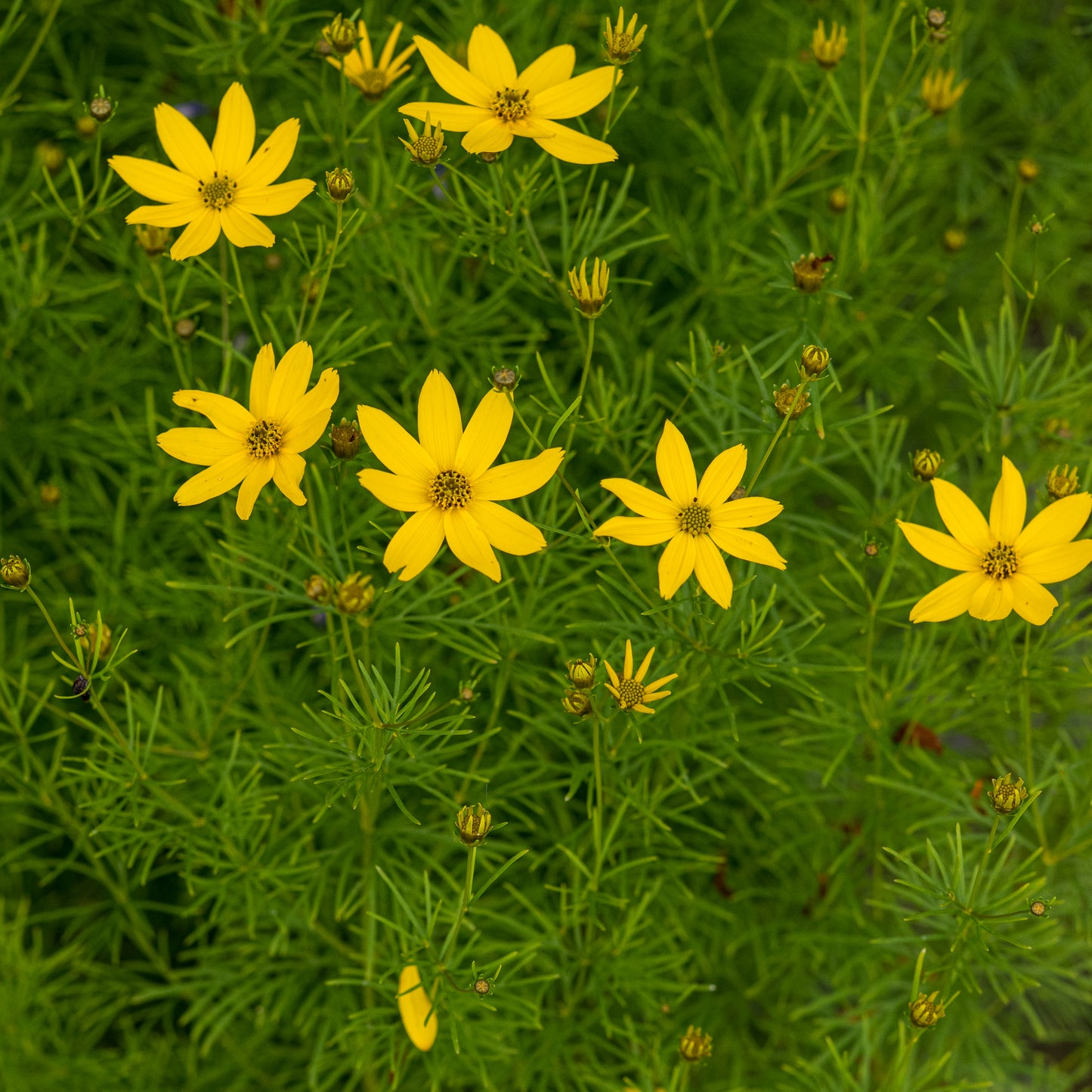 Coreopsis verticillata 'Zagreb' - Hardy's Cottage Garden Plants