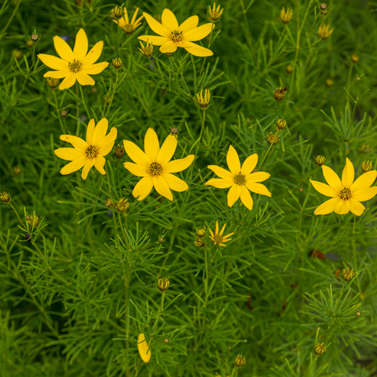 Coreopsis verticillata 'Zagreb'