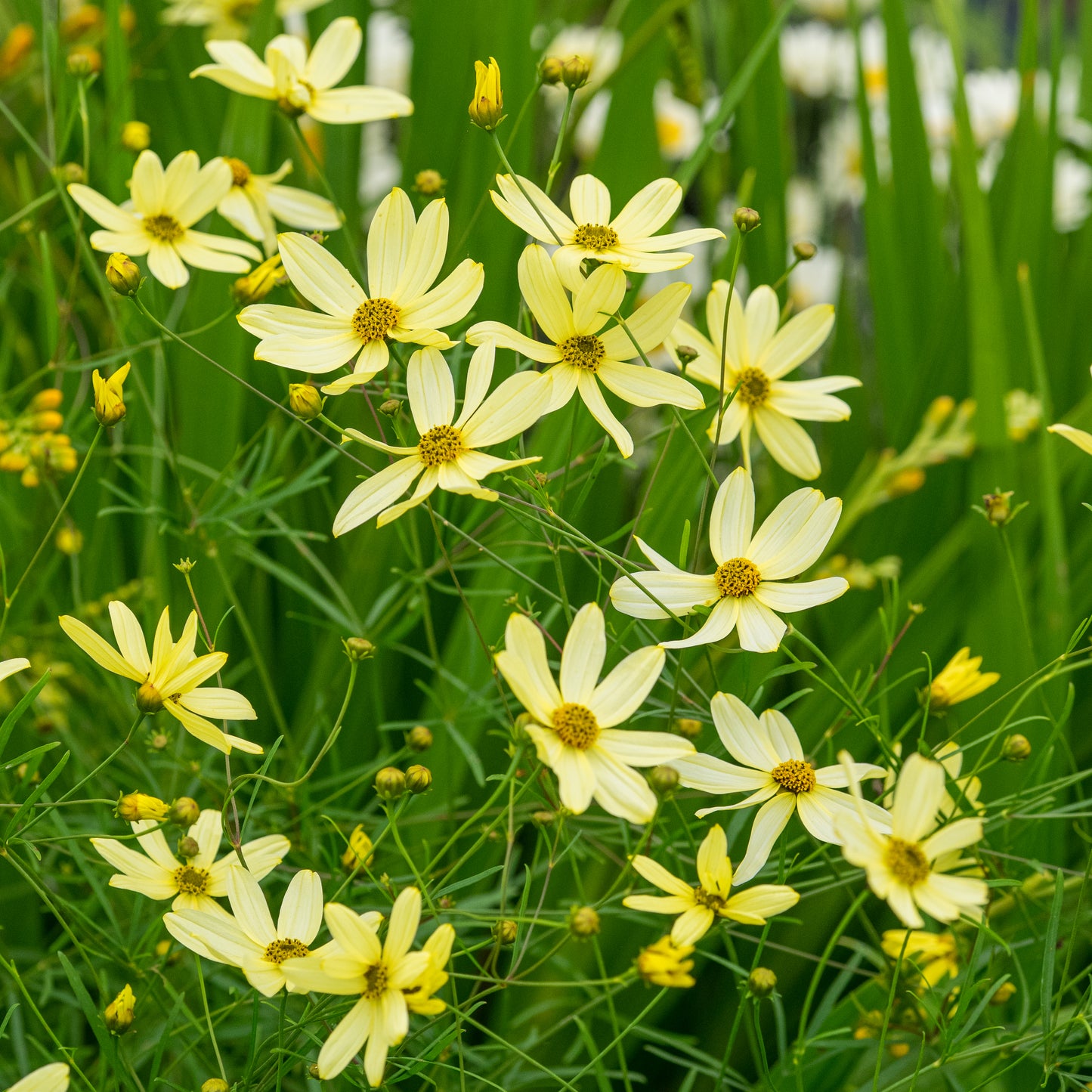 Coreopsis verticillata 'Moonbeam' - Hardy's Cottage Garden Plants