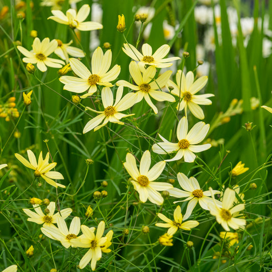 Coreopsis verticillata 'Moonbeam'