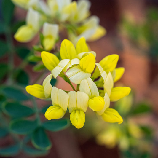 Coronilla valentia subsp. glauca 'Citrina'