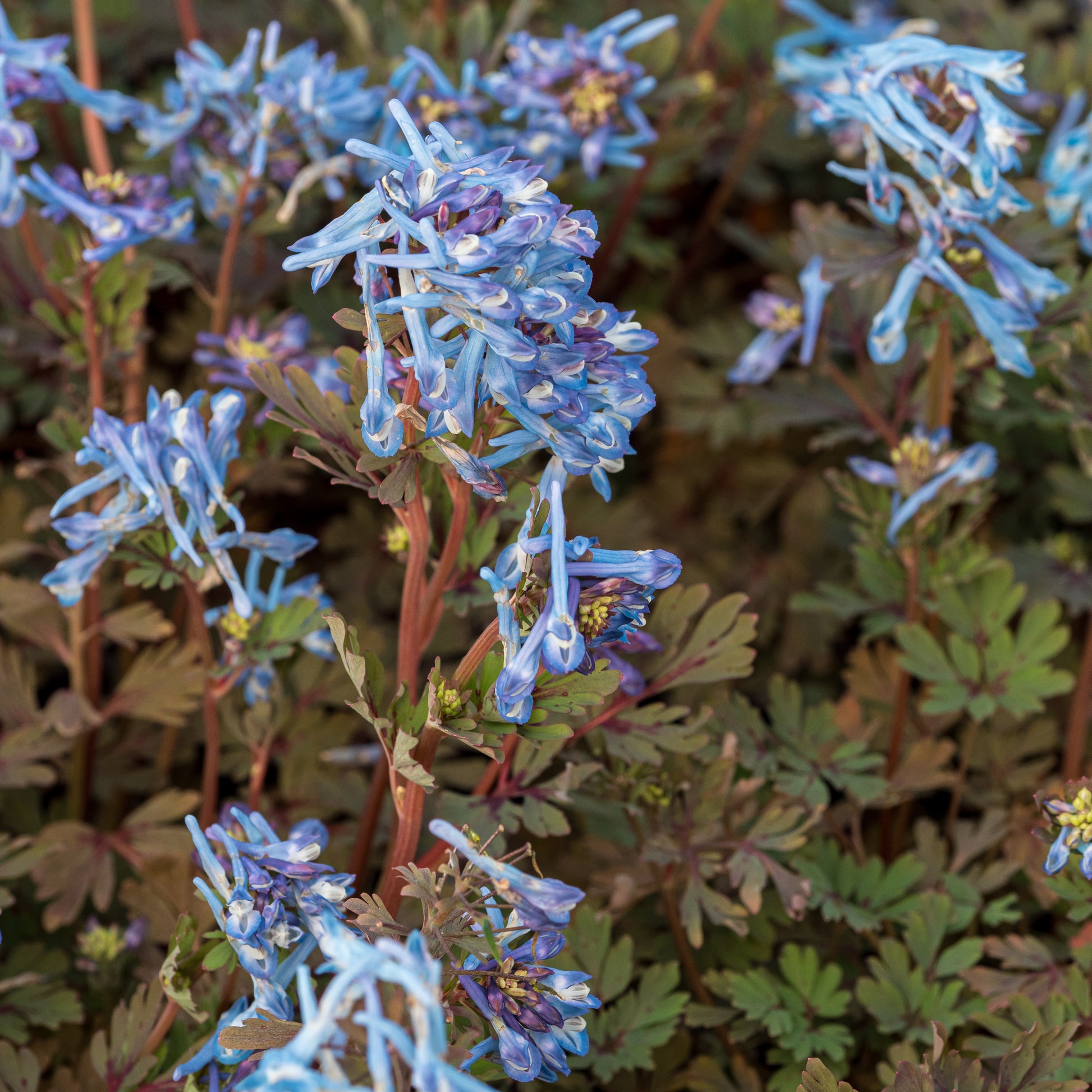 Corydalis Purple Form - Hardy's Cottage Garden Plants