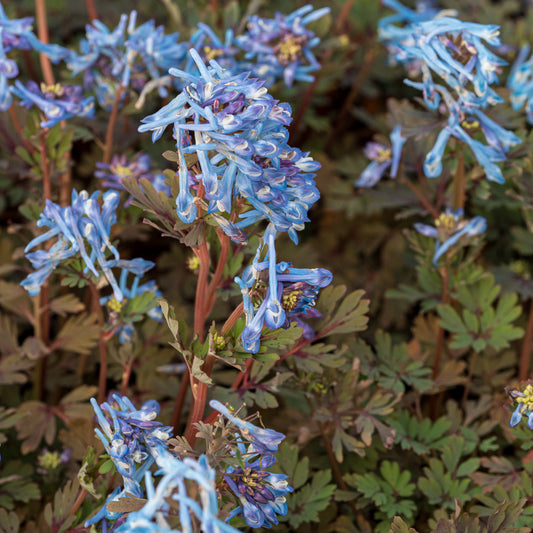 Corydalis Purple Form