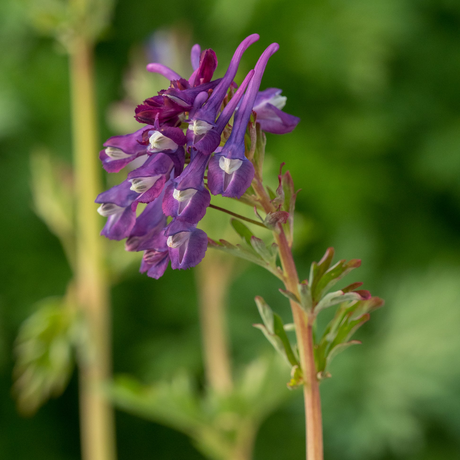 Corydalis 'Korn's Purple' - Hardy's Cottage Garden Plants