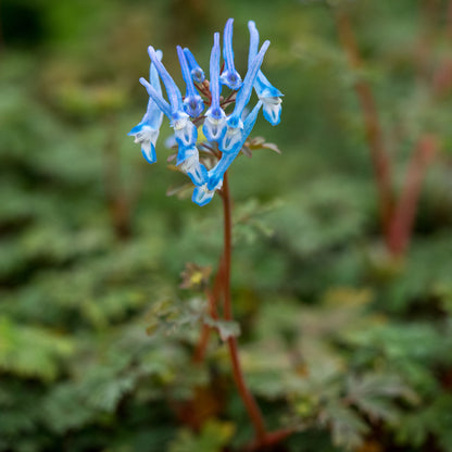 Corydalis flexuosa 'China Blue' - Hardy's Cottage Garden Plants