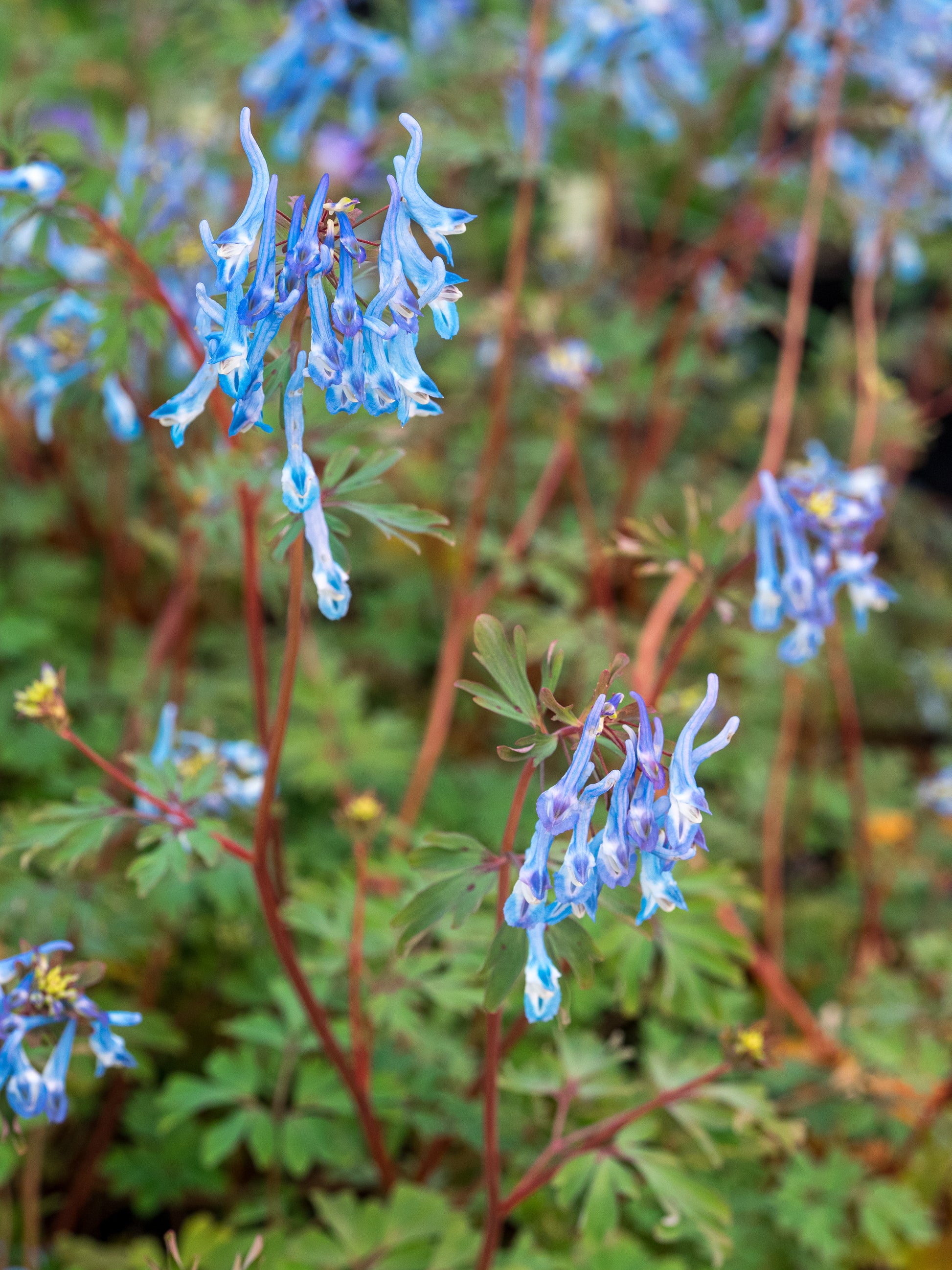 Corydalis flexuosa 'China Blue' - Hardy's Cottage Garden Plants