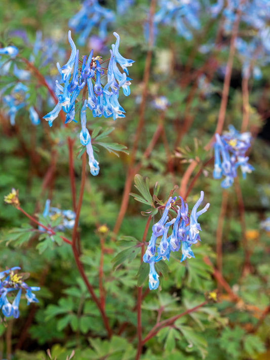Corydalis flexuosa 'China Blue' - Hardy's Cottage Garden Plants