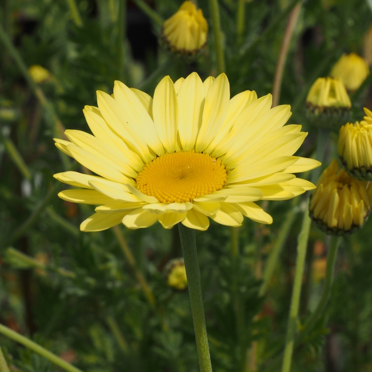 Cota tinctoria E. C. Buxton - Hardy's Cottage Garden Plants