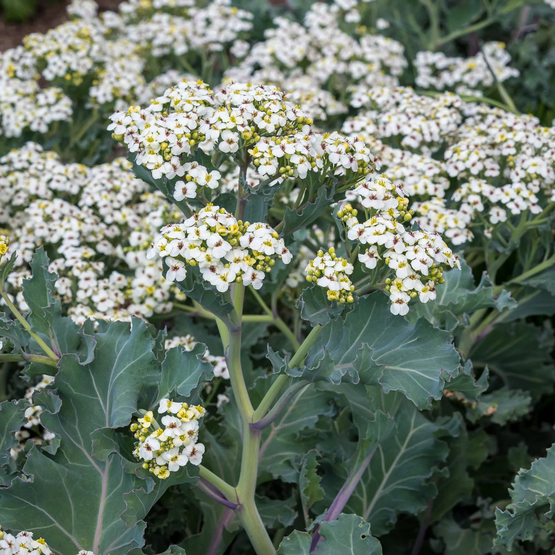 Crambe maritima — frothy clusters of small white flowers on branching stems above large glaucous grey-green lobed leaves