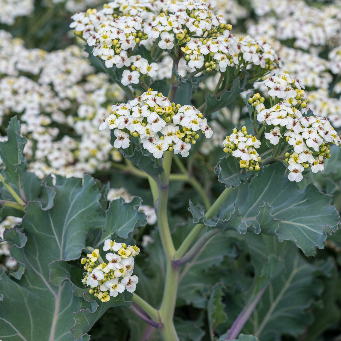 Crambe maritima