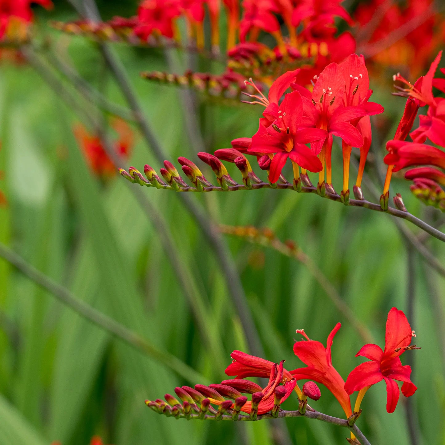 Crocosmia 'Lucifer' — vivid red flowers on arching stems against bright green sword-shaped leaves