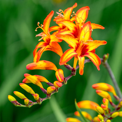 Crocosmia 'Firestars Firestarter' (Firestars Series) - Hardy's Cottage Garden Plants
