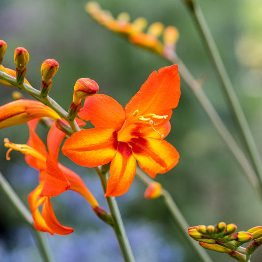 Crocosmia 'Firestars Scorchio' (Firestars Series)