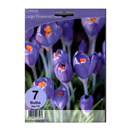 Crocus Large Flowered Blue
