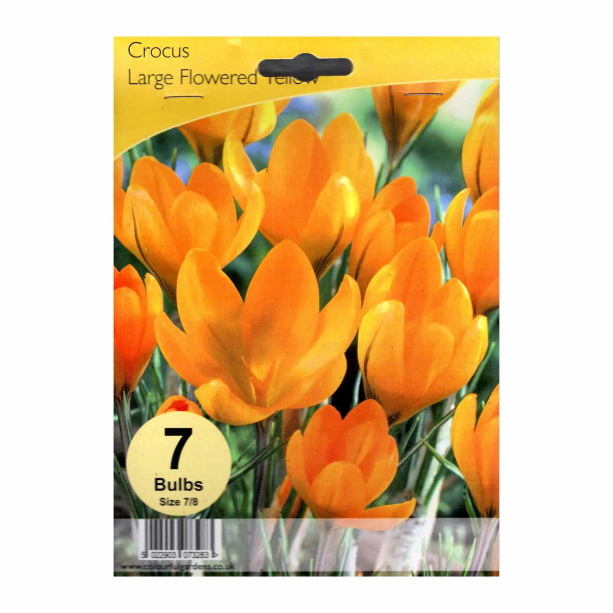 Crocus Large Flowered Yellow