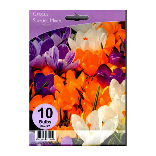 Crocus species Mixed