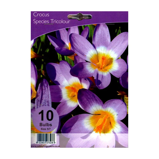 Crocus species 'Tricolour'