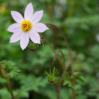 Dahlia merckii - Hardy's Cottage Garden Plants