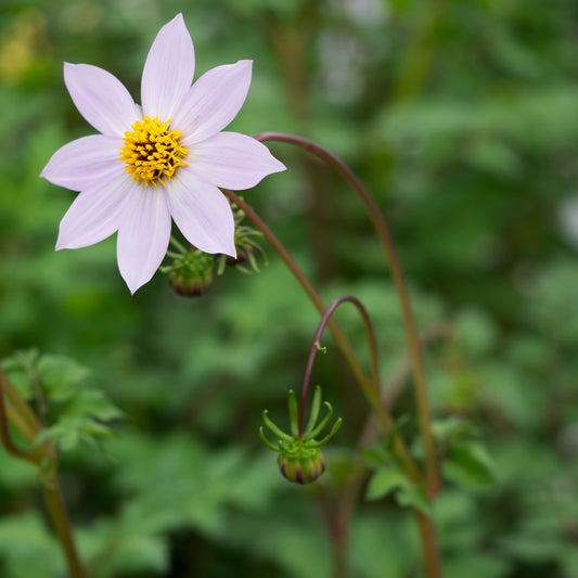 Dahlia merckii