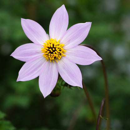 Dahlia merckii - Hardy's Cottage Garden Plants