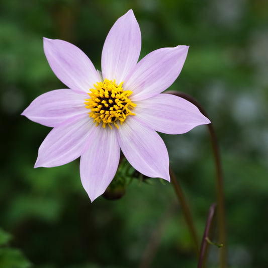 Dahlia merckii - Hardy's Cottage Garden Plants