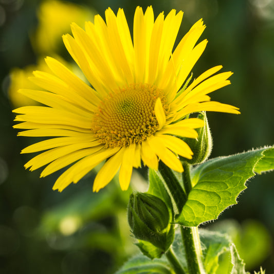 Doronicum x excelsum 'Harpur Crewe'