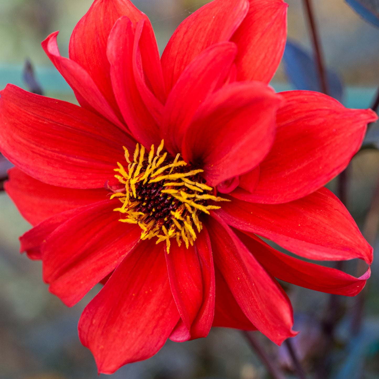 Dahlia 'Bishop of Llandaff'