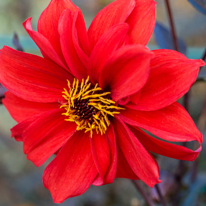 Dahlia 'Bishop of Llandaff' - Hardy's Cottage Garden Plants