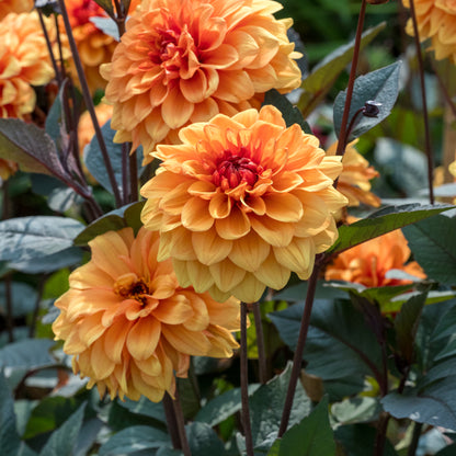 Dahlia 'David Howard' - Hardy's Cottage Garden Plants
