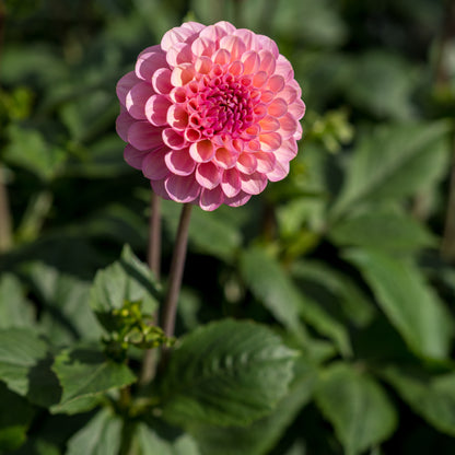 Dahlia 'Hamari Rosé' - Hardy's Cottage Garden Plants