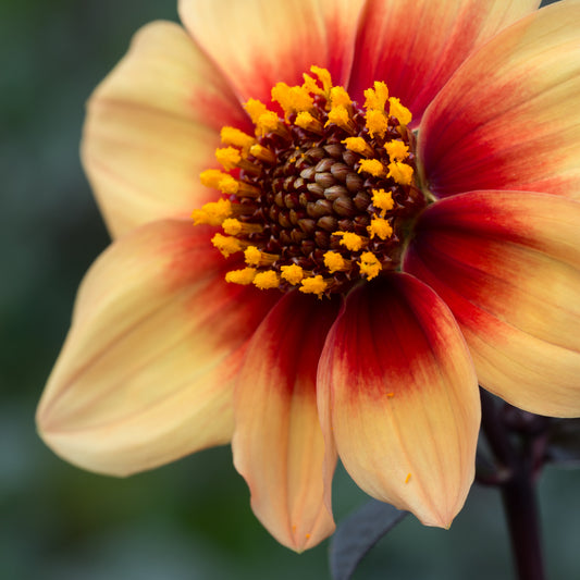 Dahlia 'Moonfire' - Hardy's Cottage Garden Plants