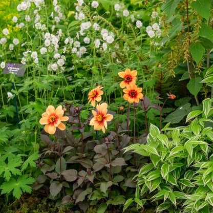 Dahlia 'Moonfire' - Hardy's Cottage Garden Plants