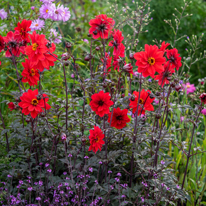 Rosy Hardy talk series: Mid Autumn Flowering Perennials 14 October 2026 - Hardy's Cottage Garden Plants