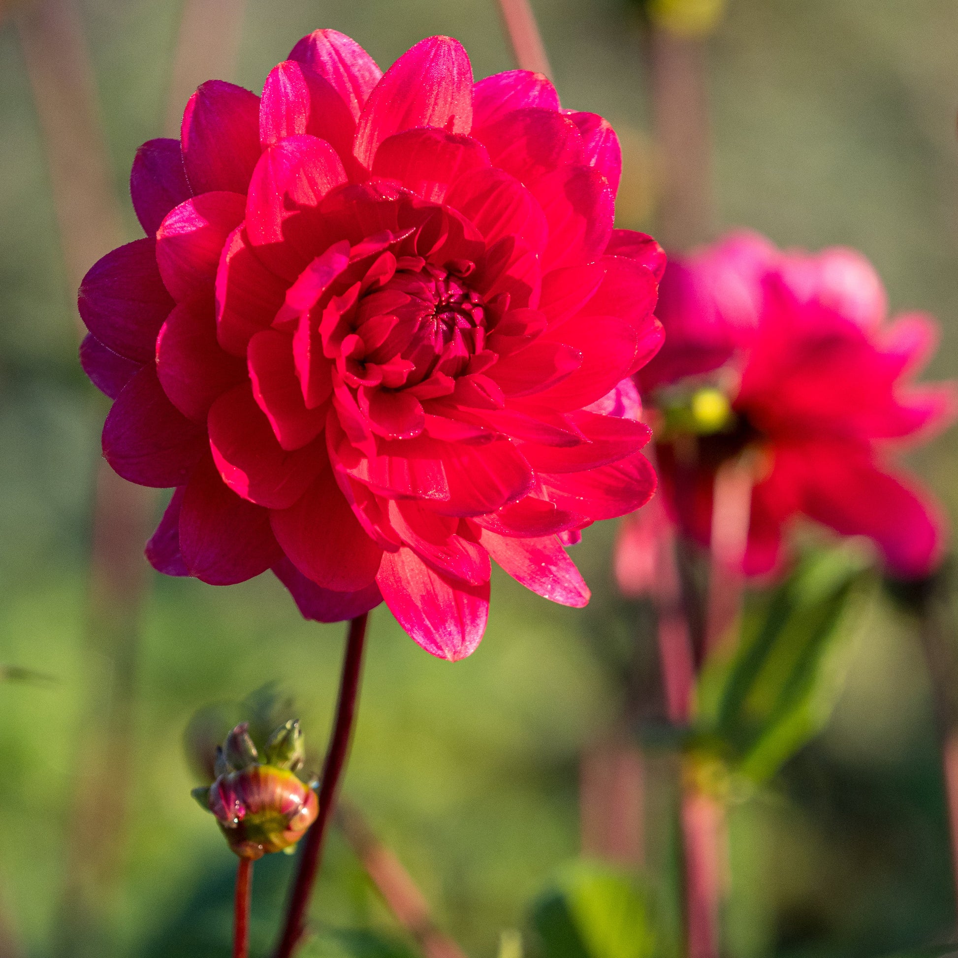 Dahlia 'Christopher Taylor' – Hardy's Cottage Garden Plants