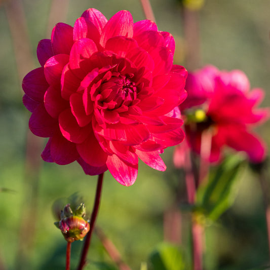 Dahlia 'Christopher Taylor' - Hardy's Cottage Garden Plants