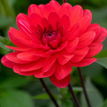 Dahlia 'Christopher Taylor' - Hardy's Cottage Garden Plants