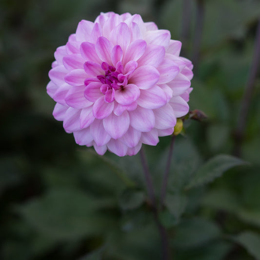 Dahlia 'Confusion'