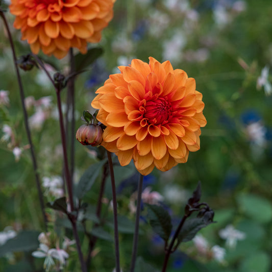 Dahlia 'David Howard' - Hardy's Cottage Garden Plants