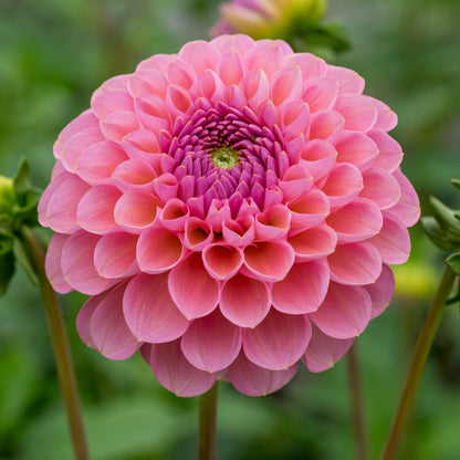 Dahlia 'Hamari Rosé' - Hardy's Cottage Garden Plants