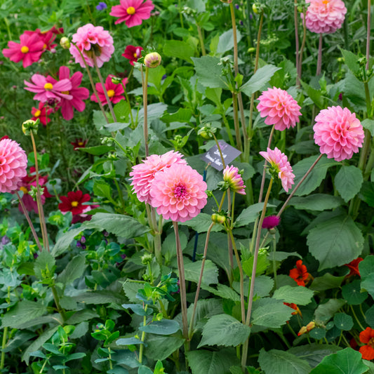 Dahlia 'Hamari Rosé' - Hardy's Cottage Garden Plants