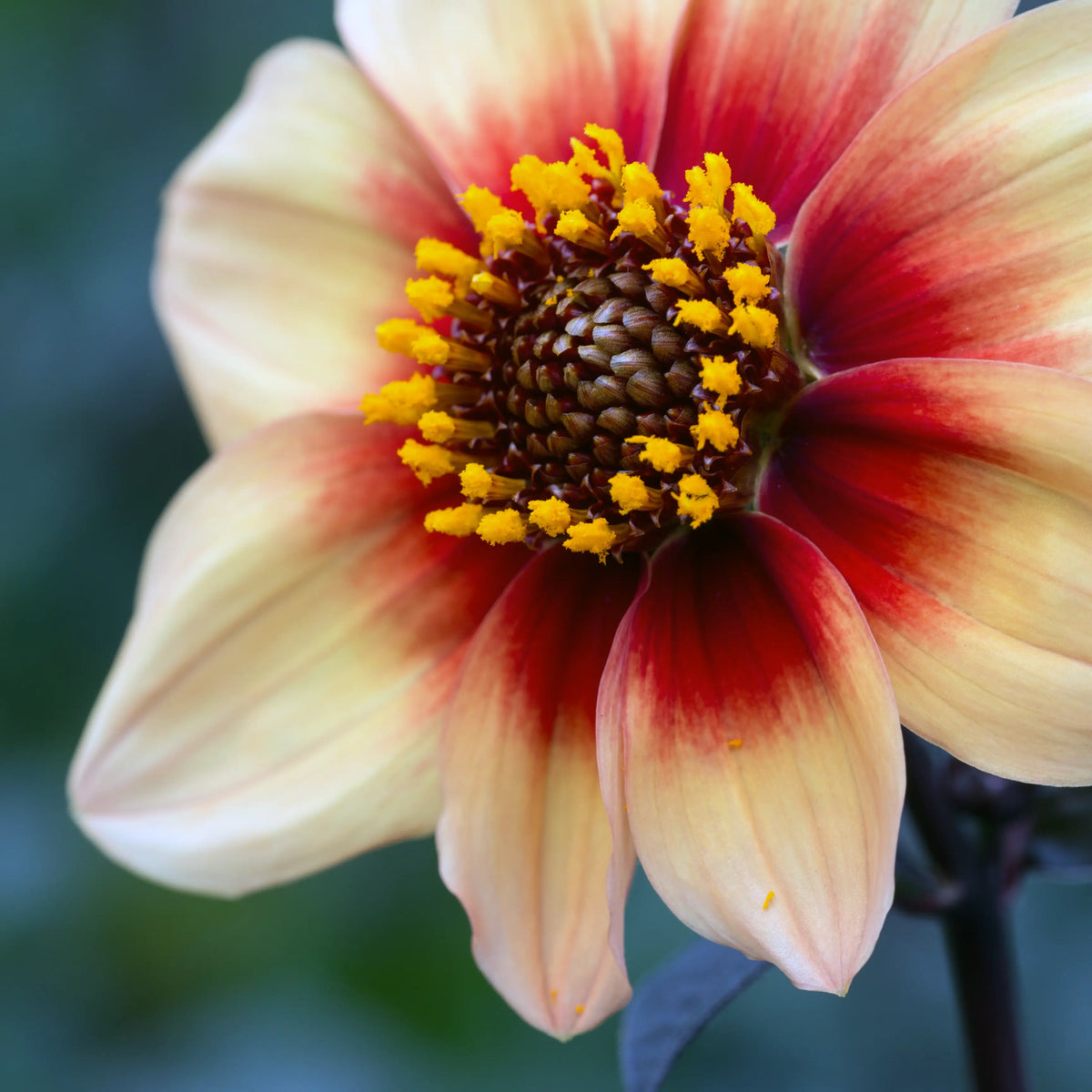 Dahlia 'Moonfire' — close-up of a single flower showing cream-yellow petals flushed red at the base around a dark centre with bright yellow stamens