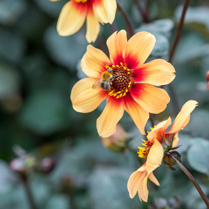 Dahlia 'Moonfire' — a bee foraging on a yellow-orange single flower with a red-ringed dark centre, on dark stems with bronze foliage behind