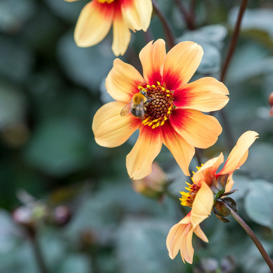 Dahlia 'Moonfire' — a bee foraging on a yellow-orange single flower with a red-ringed dark centre, on dark stems with bronze foliage behind