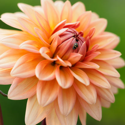 Dahlia 'Shandy' - Hardy's Cottage Garden Plants